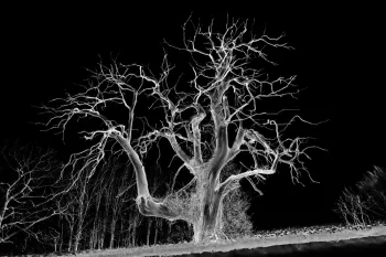 Les chemins d'Eléonore - Visites guidées dans un jardin riche en biodiversité