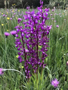 Les chemins d'Eléonore - Visites guidées dans un jardin riche en biodiversité