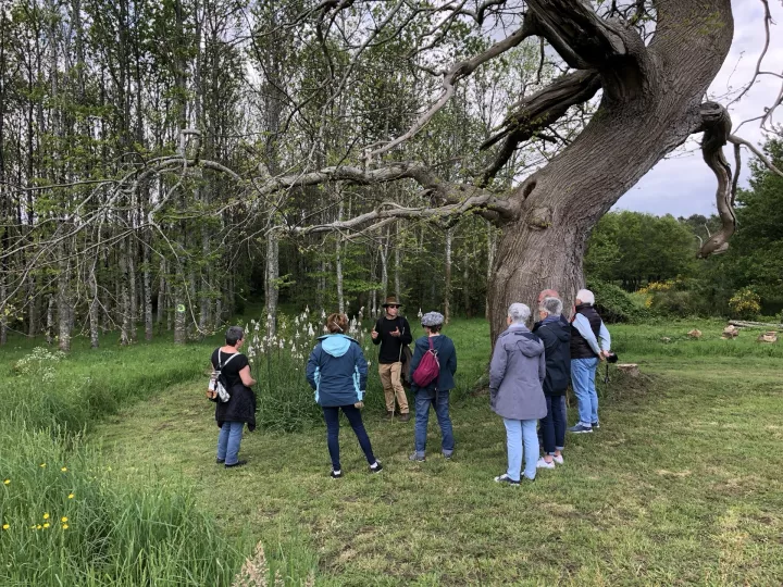 Visites guidées des chemins d'Eléonore. Visite d'un petit coin de nature riche en biodiversité dans le Morbihan.