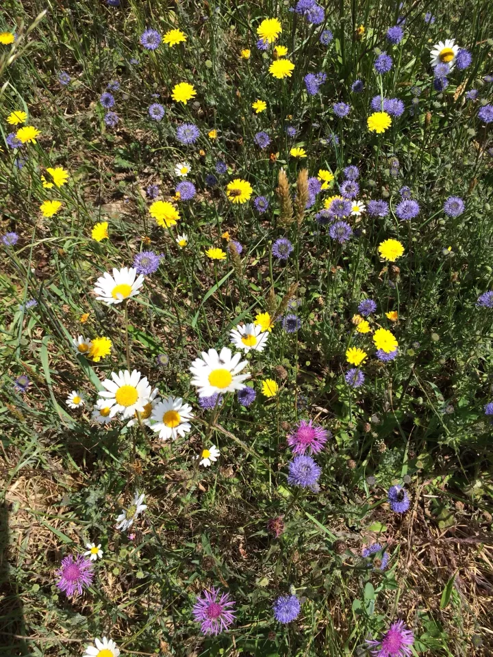 Les chemins d'Eléonore : Activités nature pour les scolaires : Jeux de pistes et animations pédagogique